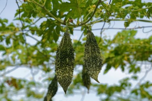 临沂苦瓜茶厂家